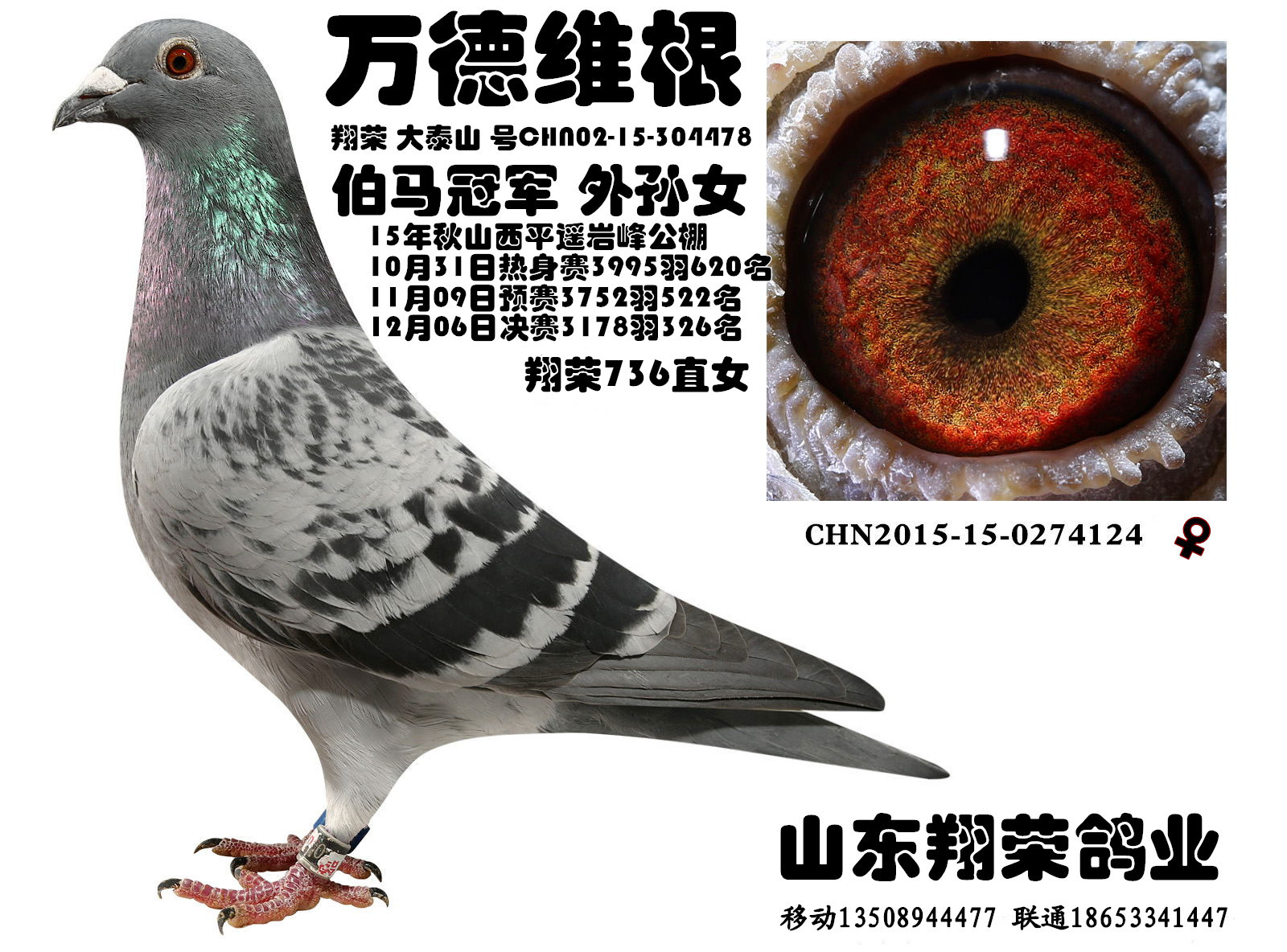 山东翔荣鸽业 - 中信网铭鸽展厅 www.ag188.com