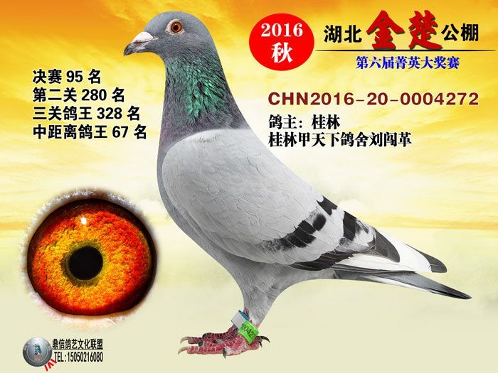 芬尼卡巴龙-桂林甲天下鸽舍-中信网爱鸽商城