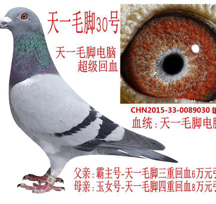 天一毛脚30号