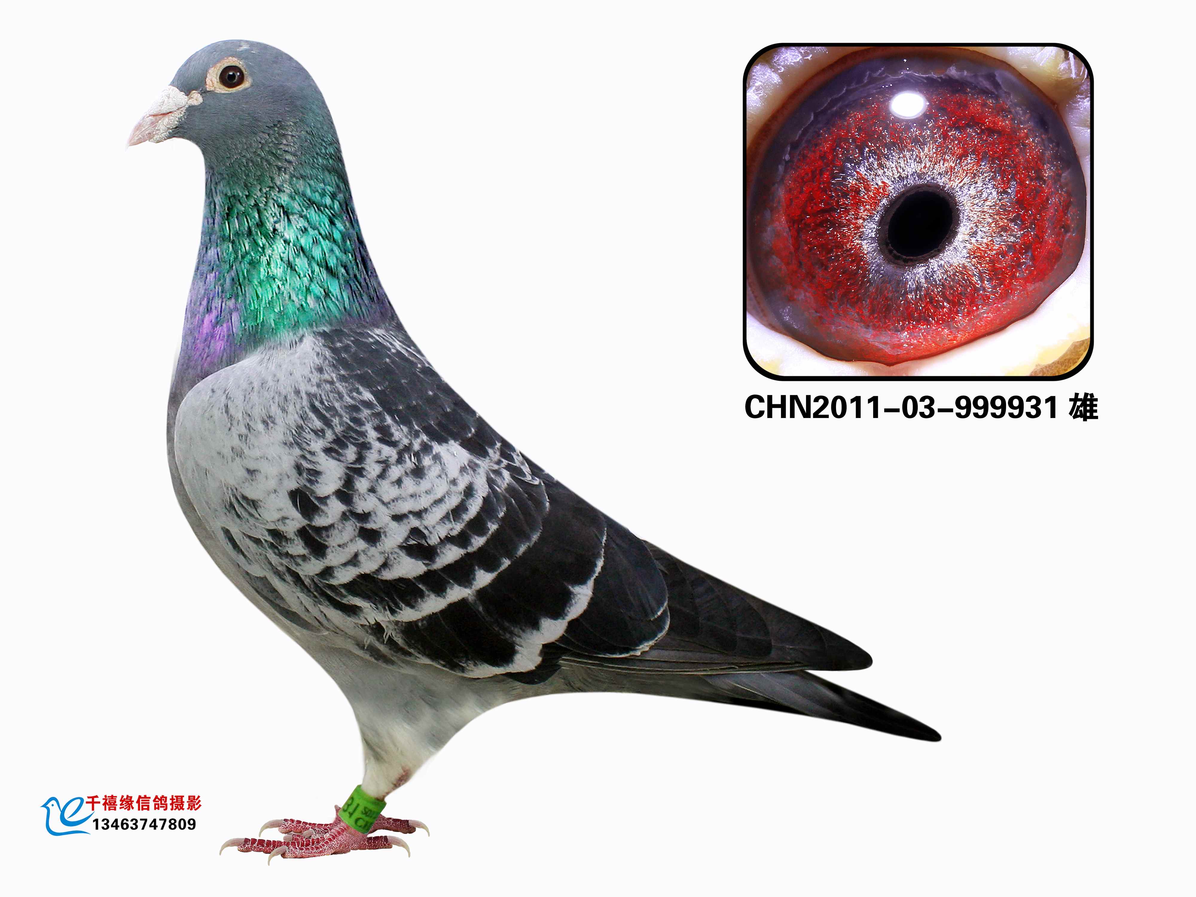 һʿOѪN931