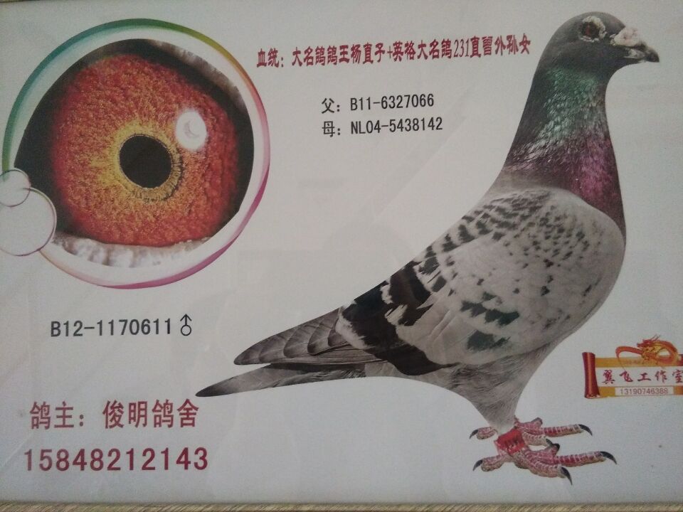 利奥·贺尔曼斯鸽王直孙