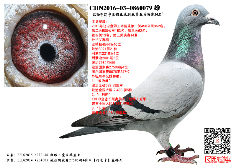 16年辽宁盘锦正本羽业第五关决赛14名_唐山开尔鸽业
