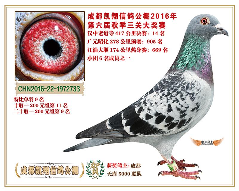 四川凯翔公棚决赛14名_天府5000_ ag188.com爱鸽商城_中国信鸽信息网