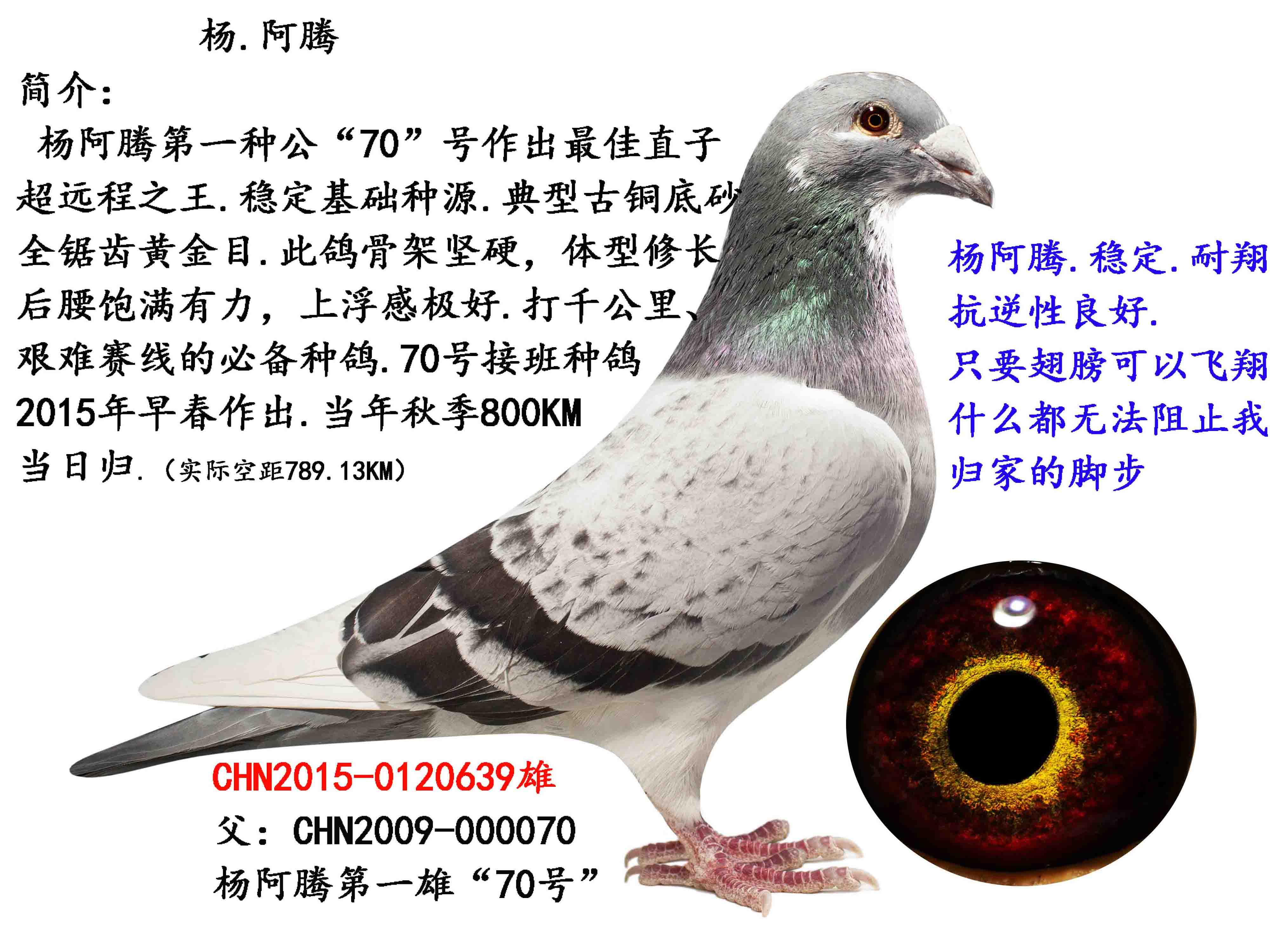 参考一下子鸽子眼睛-中国信鸽信息网相册