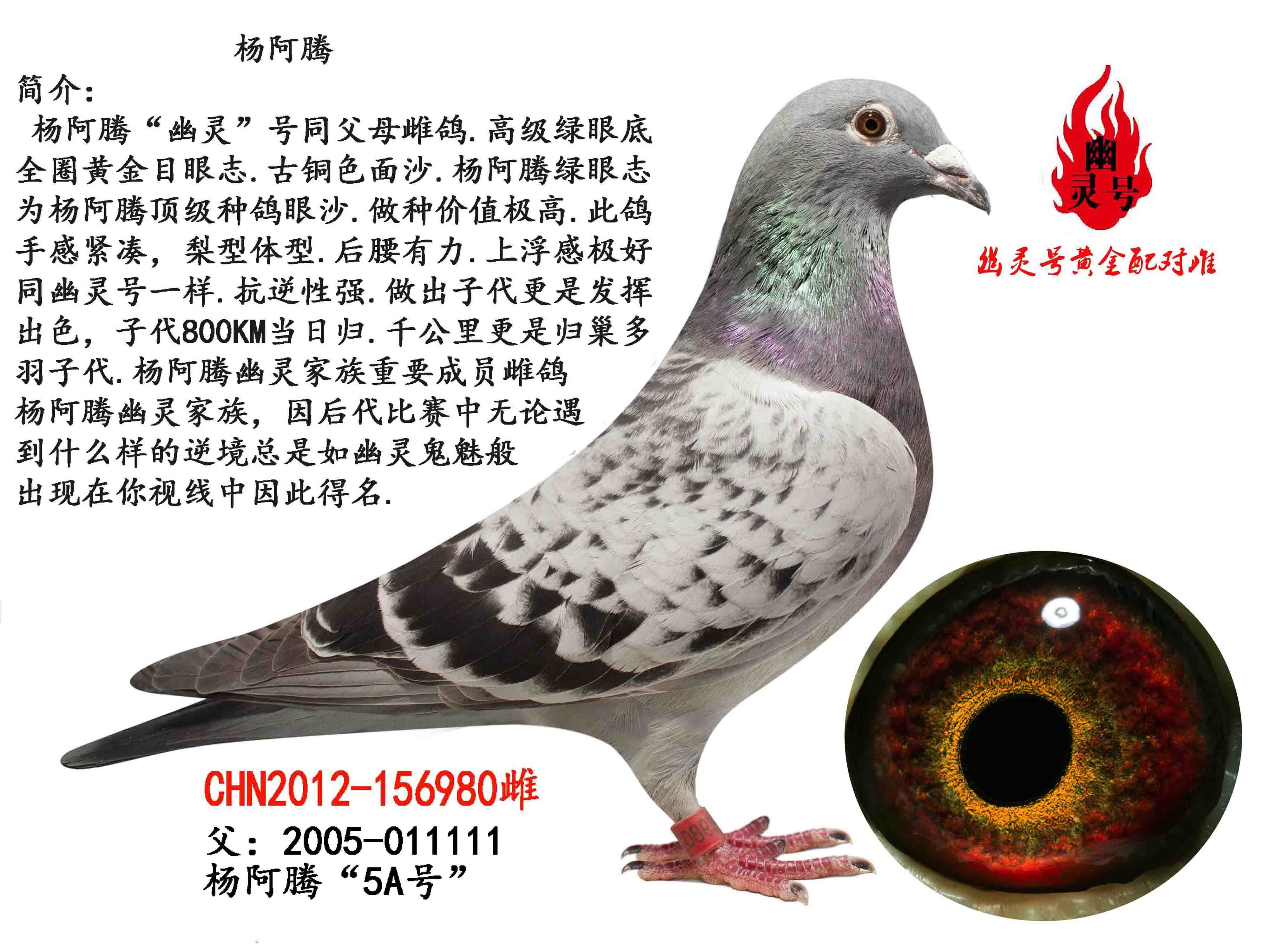 绿眼志杨阿腾雌.幽灵号家族