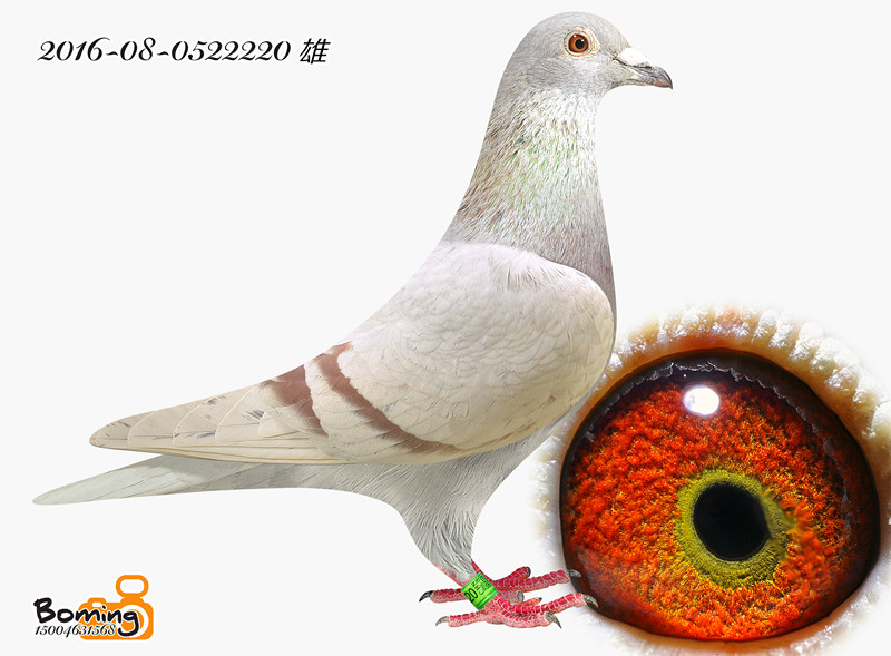 霍夫肯(黑猪)