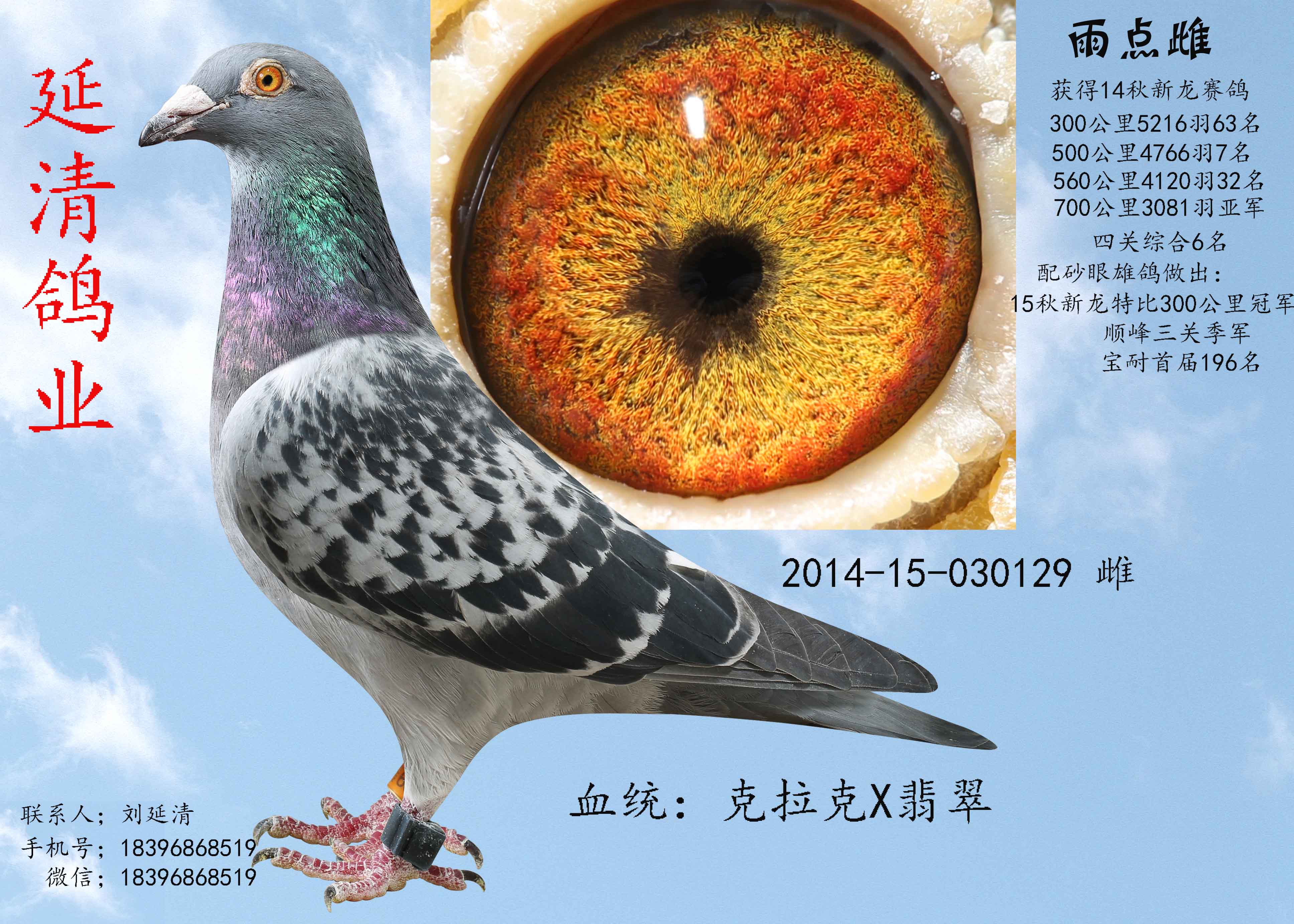 教学鸽鸽子蜗牛恢复鸟动物3872_2768鸟类免卡停机了怎么图示图片