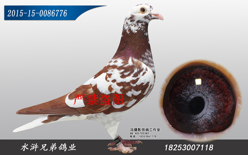 幕利门极品紫罗兰-残脚号