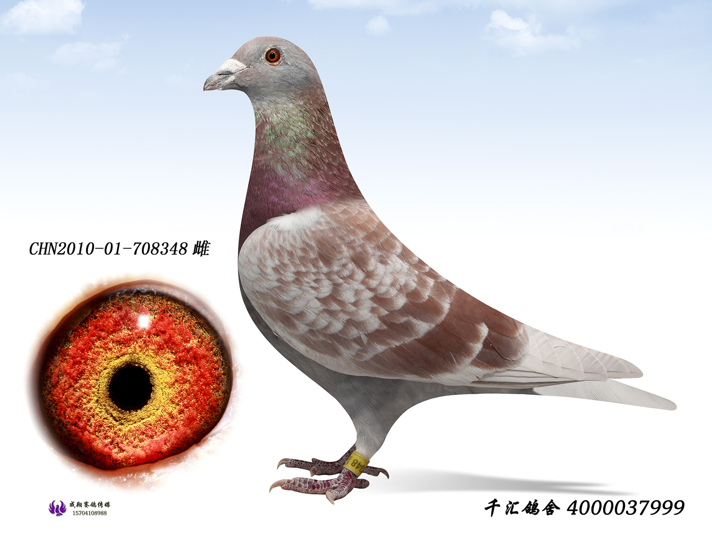 超级种雌_千汇鸽舍_ ag188.com爱鸽商城_中国信鸽信息