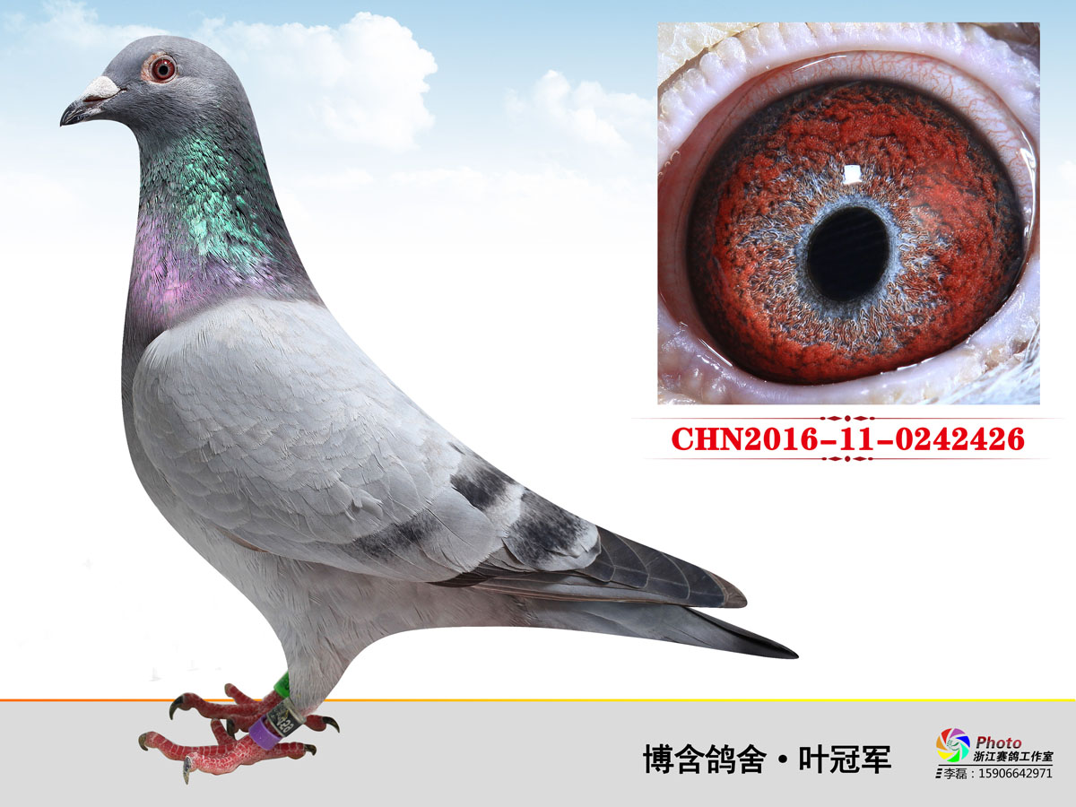 CHN2016-11-0242426
