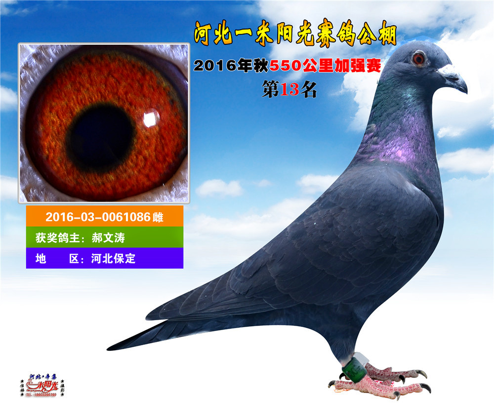 信鸽特征