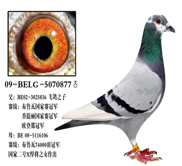 飞鸽配国家二号x悍将
