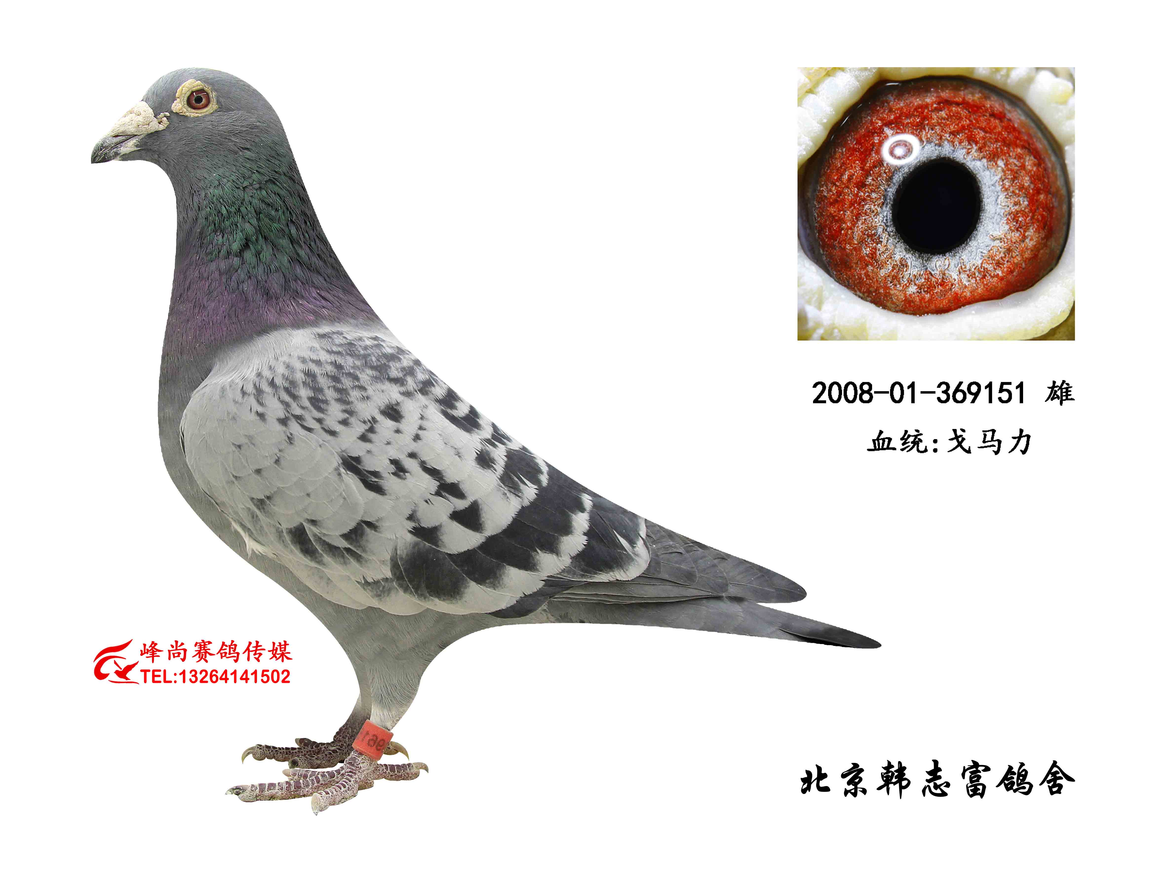 戈马力