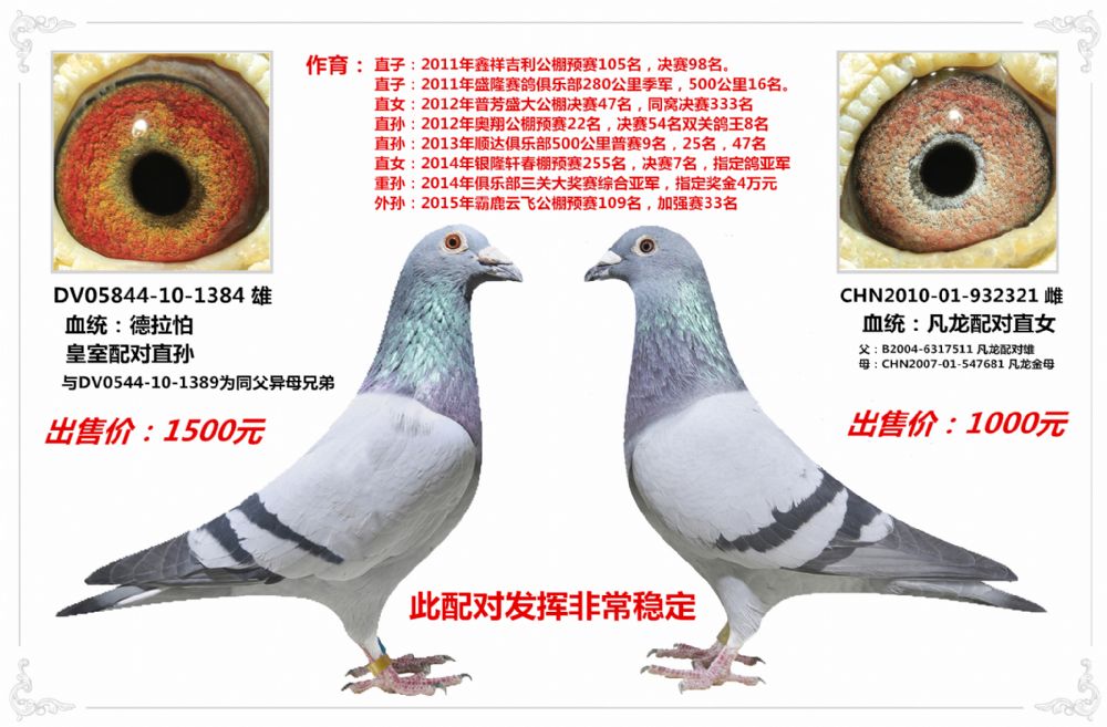 信鸽特征