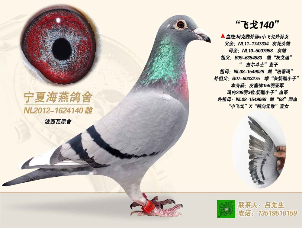 波西瓦原舍(小飞戈血系)