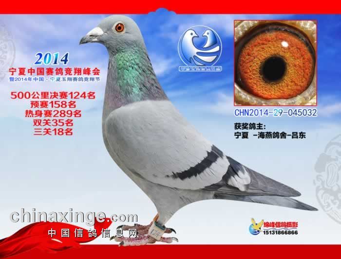 盖比*飞戈_宁夏海燕鸽舍_ ag188.com爱鸽商城_中国