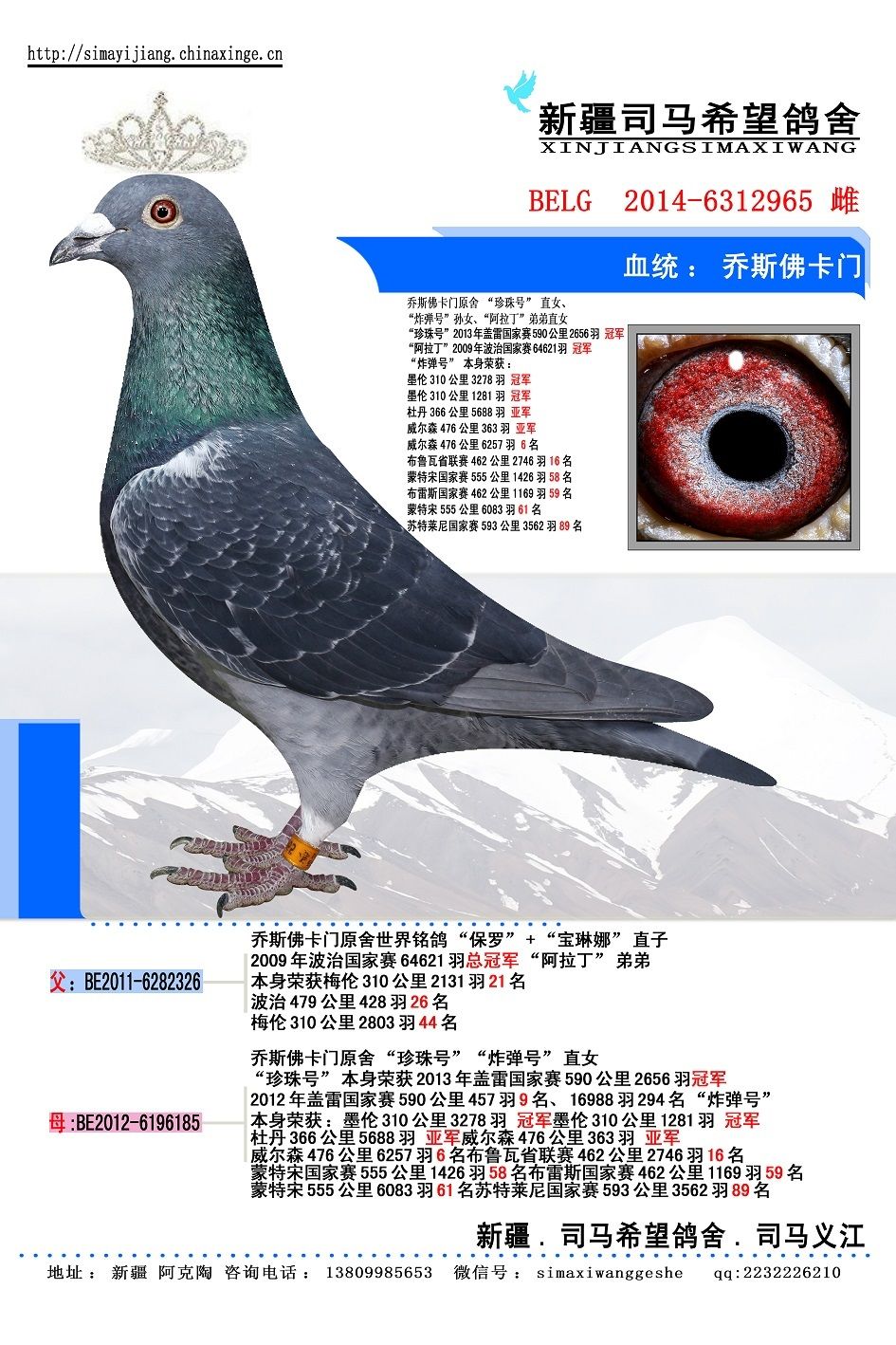 belg2014-6312965 副本-司马希望鸽舍-中信网爱鸽商城