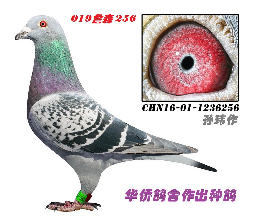 �����019ղɭ���ػ�Ѫ256��