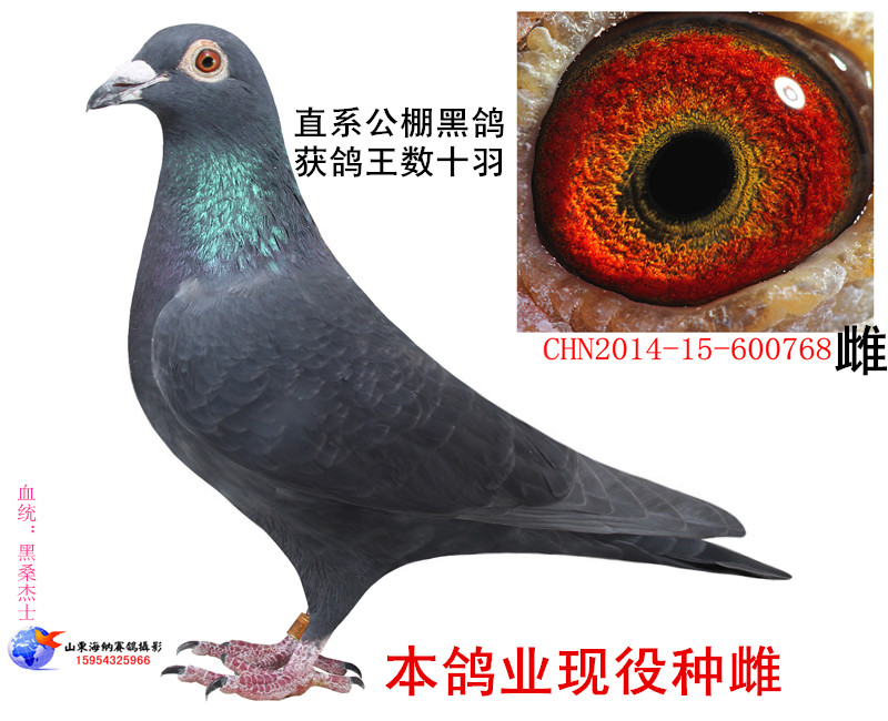 微信 qq 鸽友圈 信鸽特征                  编 号: 415176