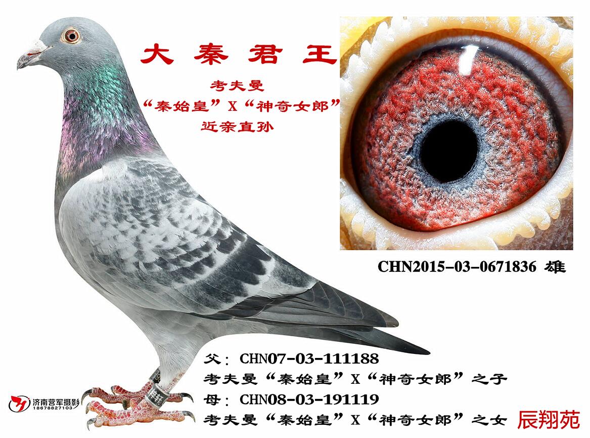 "秦始皇"近亲孙-大秦君王