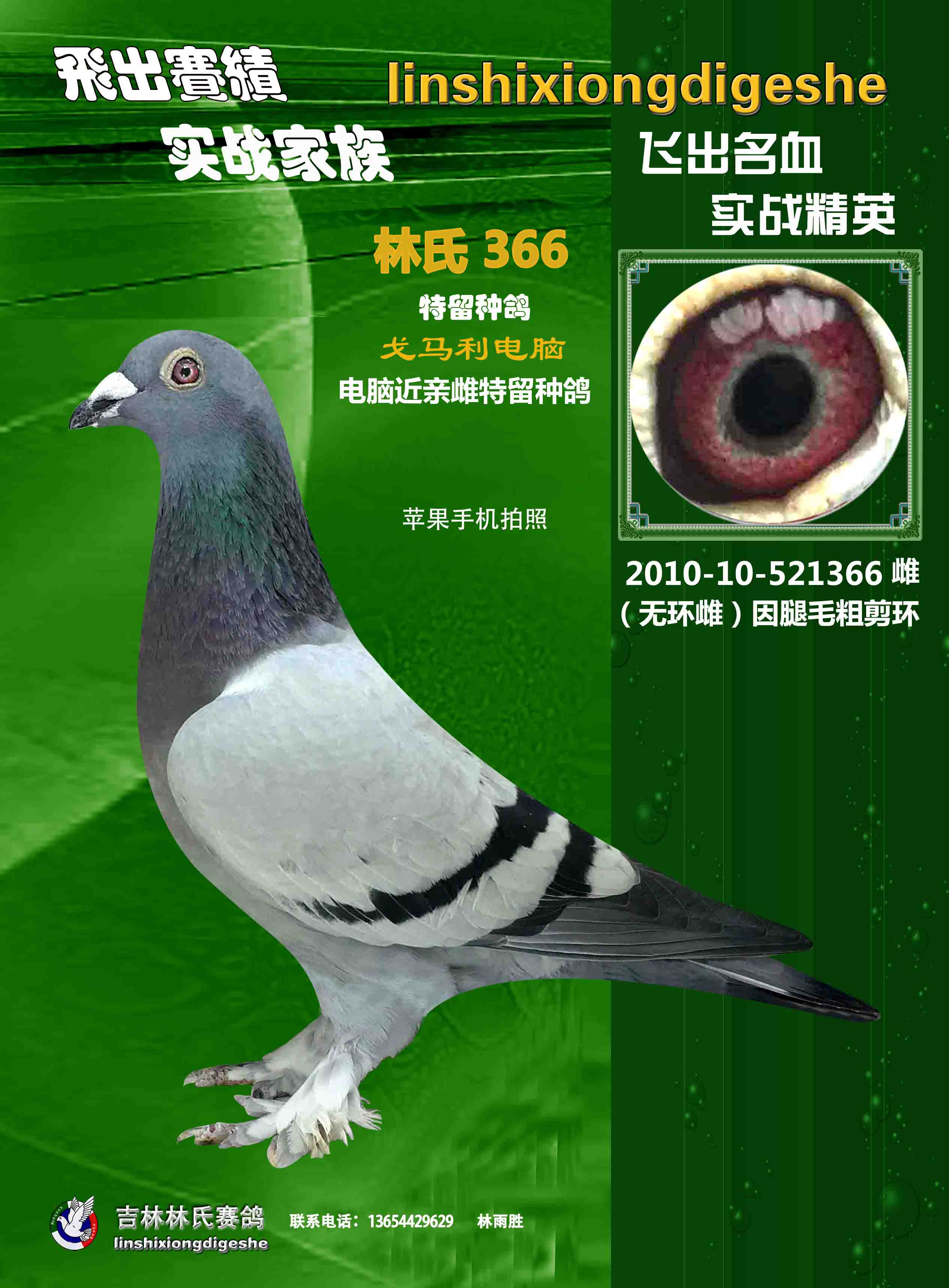 电脑毛脚近亲雌_吉林林氏赛鸽 _ ag188.com爱鸽商城