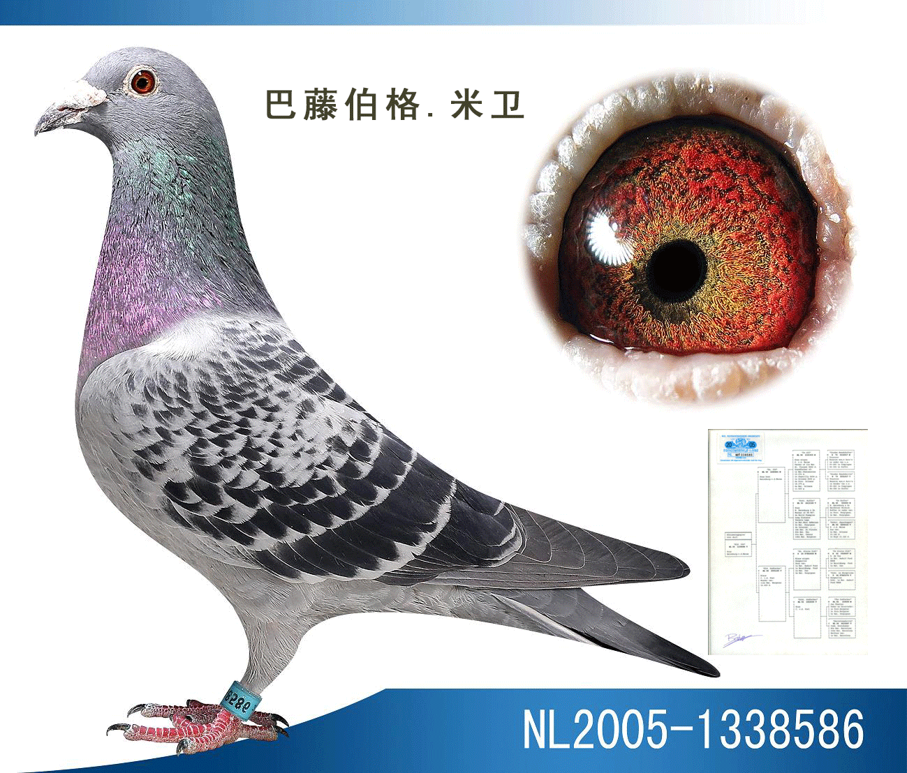 巴滕伯格白腹号直孙