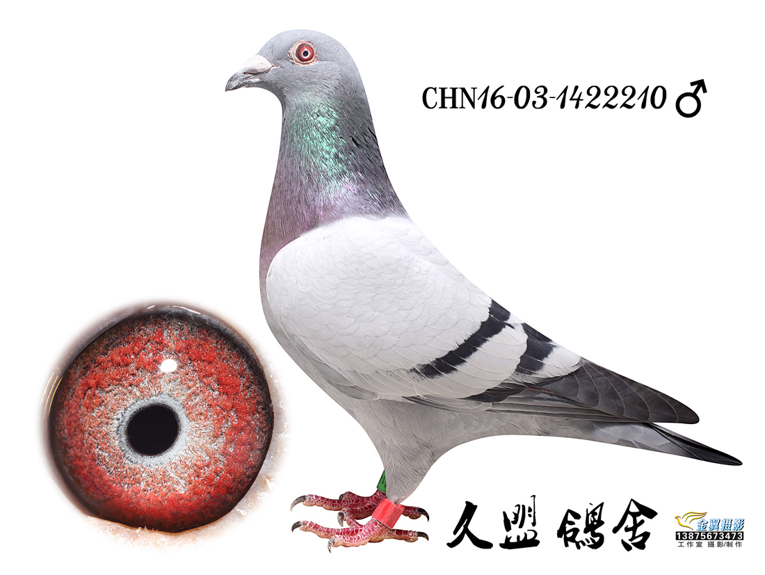 河北久盟鸽舍 - 中信网铭鸽展厅 www.ag188.com