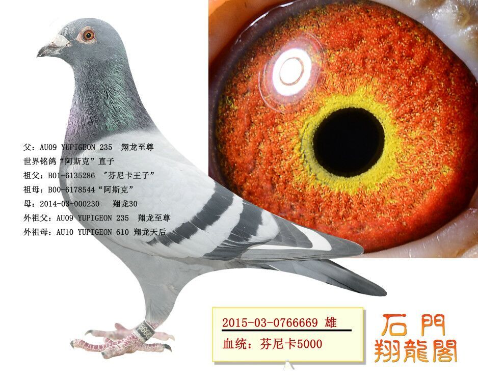 芬尼卡669_石门翔龙阁_ag188.com爱鸽商城_中国信鸽