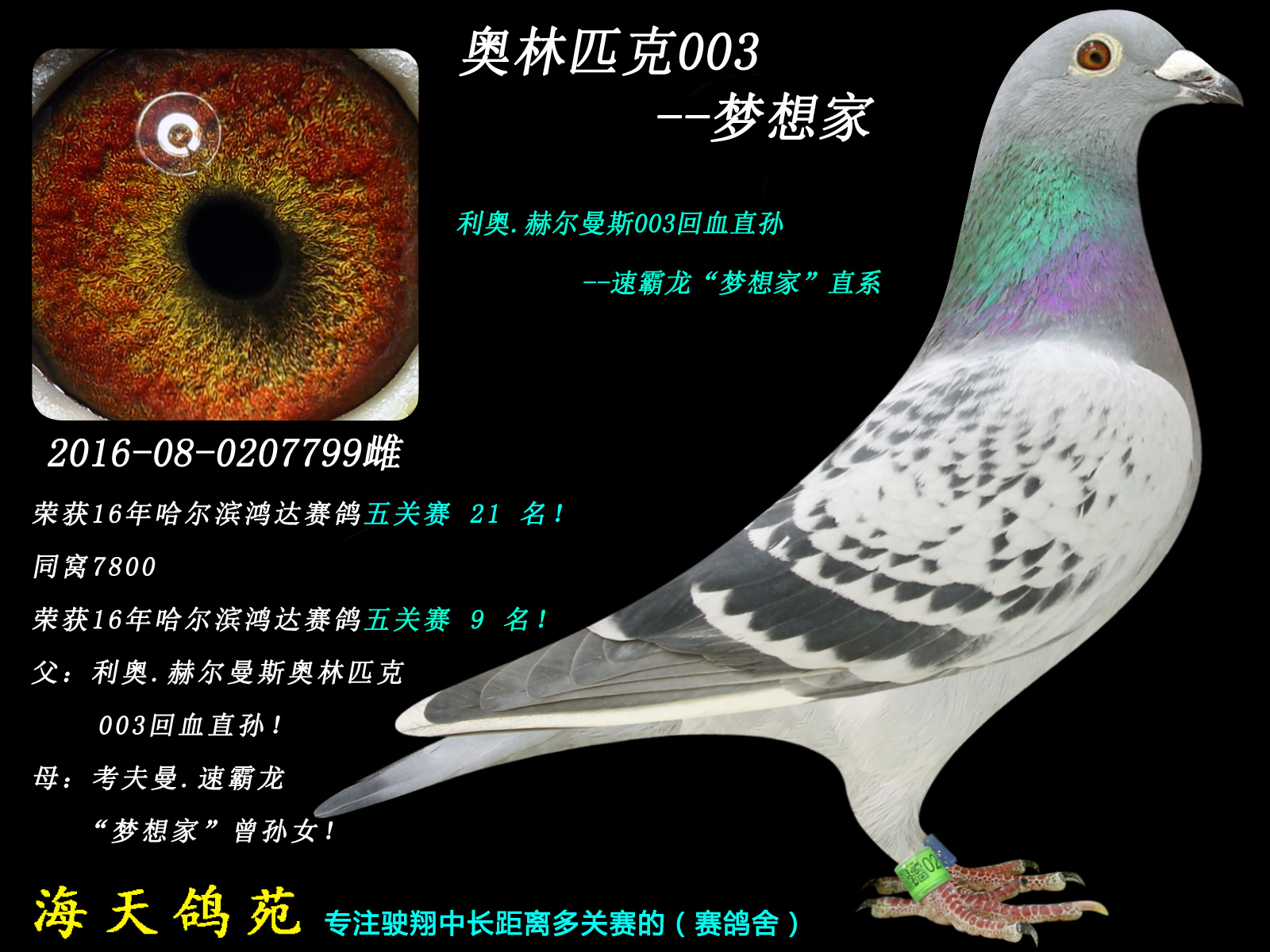 利奥 赫尔曼斯_海天鸽业实战育翔中心_ ag188.