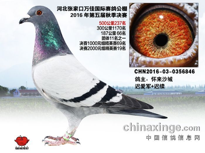 利奥·贺尔曼斯_爱军鸽业_ ag188.com爱鸽商城_中国