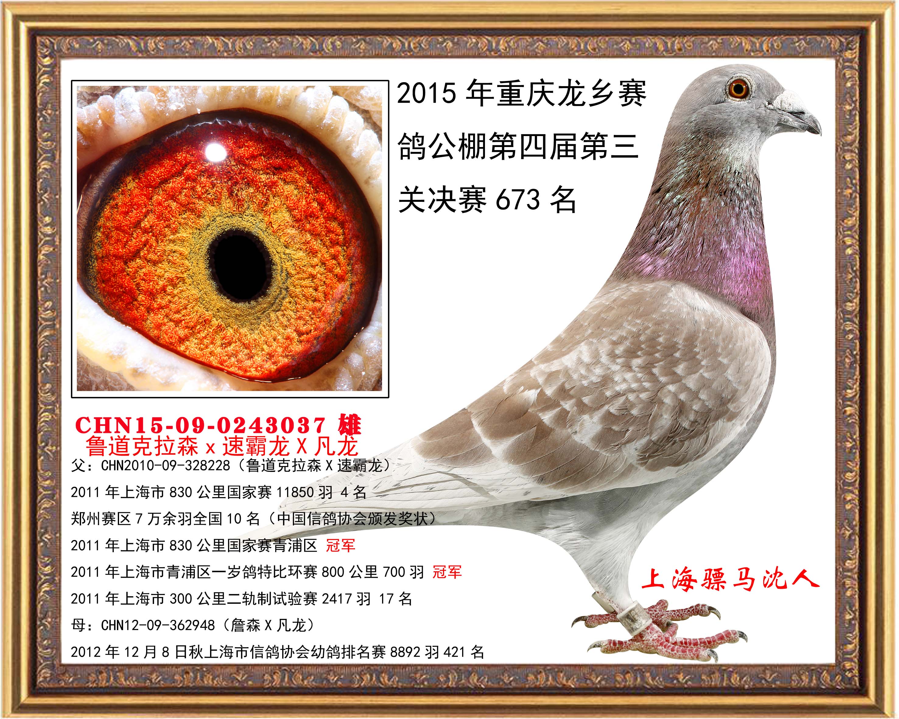 鸽友通: 详细介绍   2015年10月15日重庆龙乡赛鸽公棚