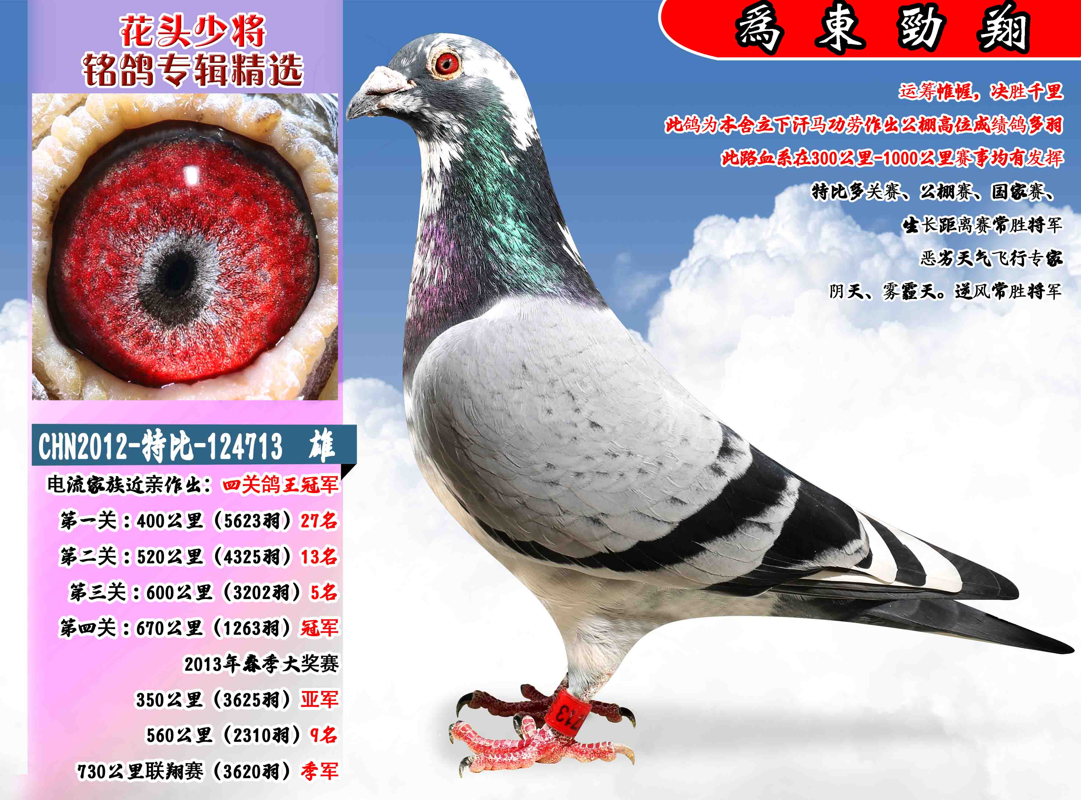507131                鸽 名: 花头少将                羽 色: 灰白