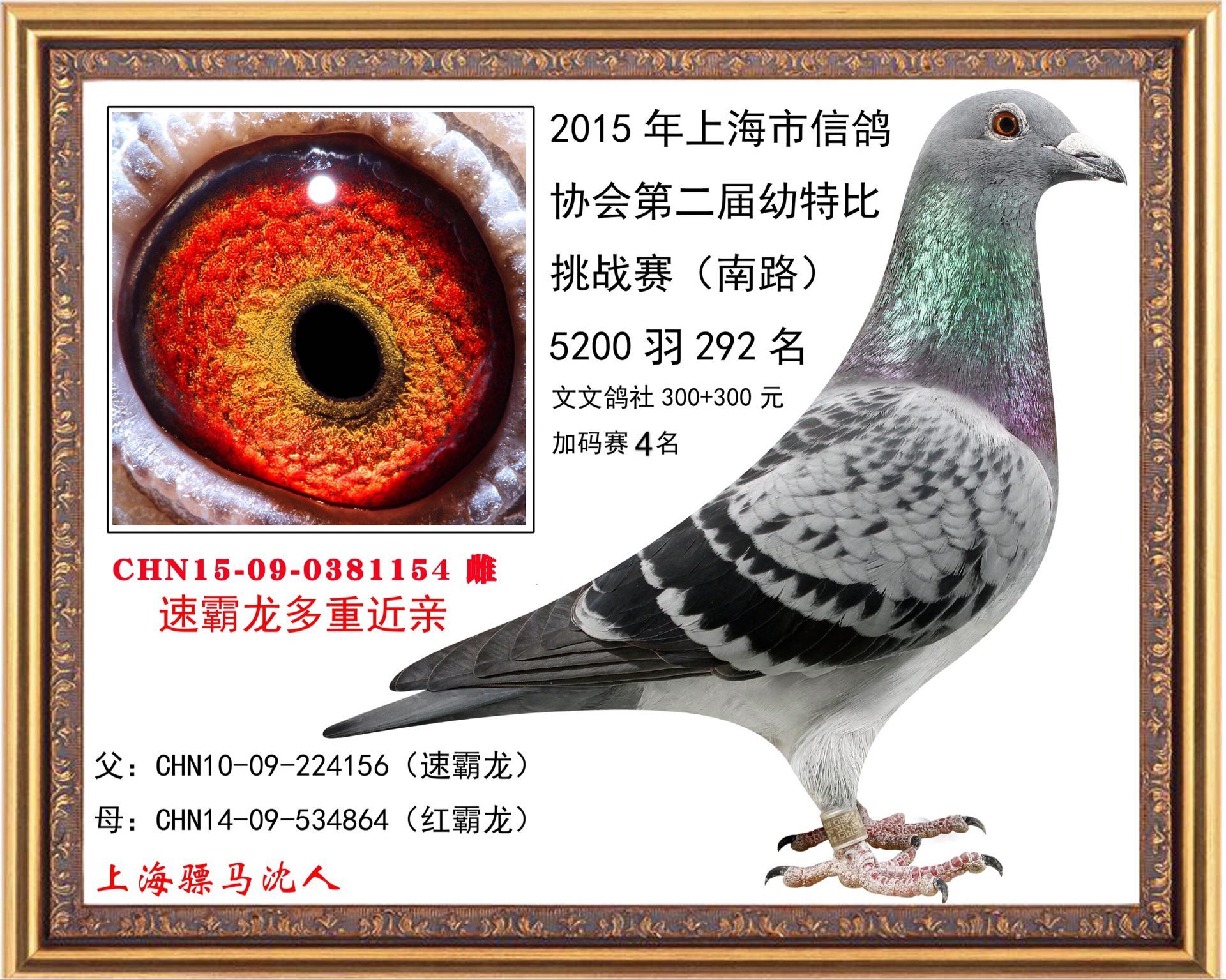 R1154
