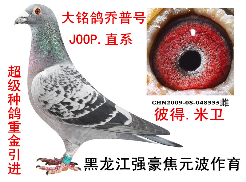 彼得.米卫.乔普