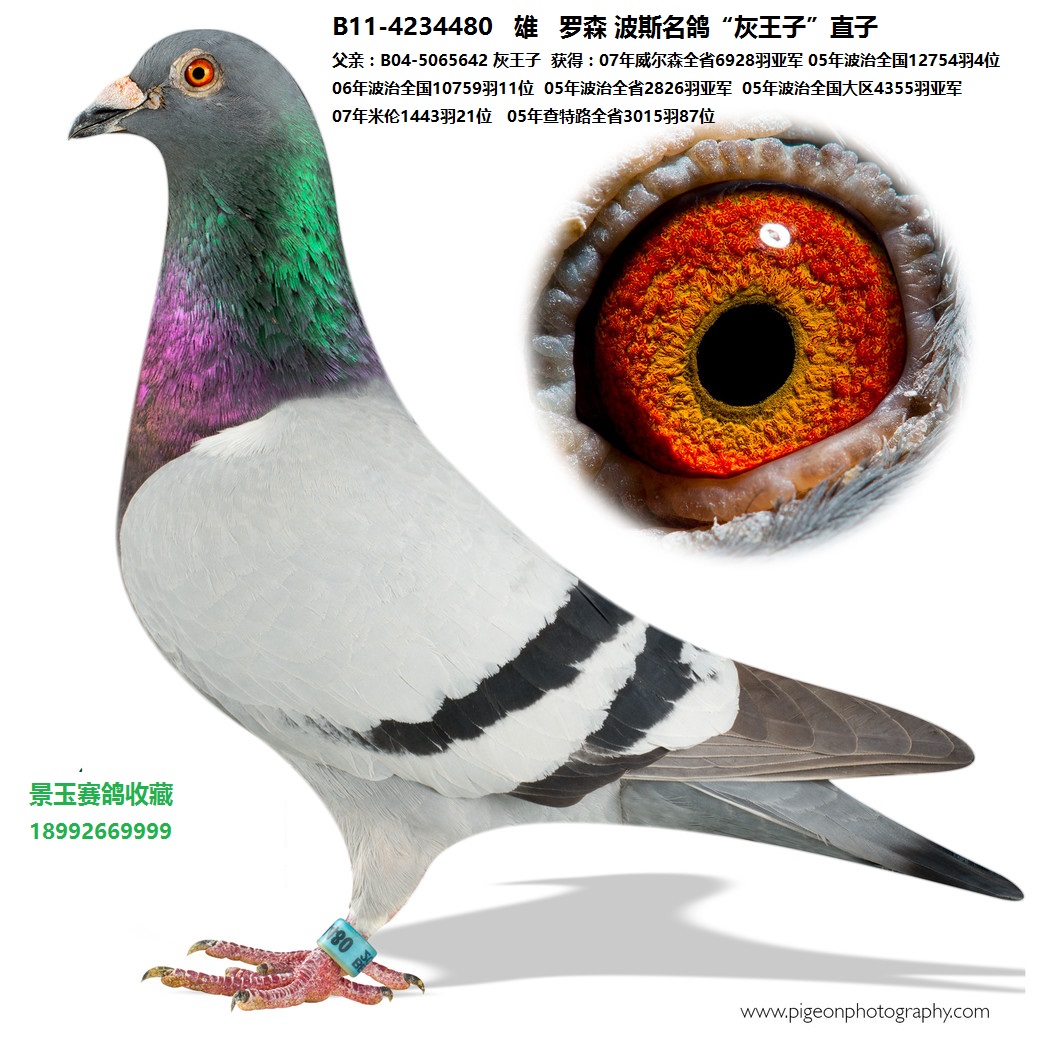 罗森 波斯"灰王子"直子