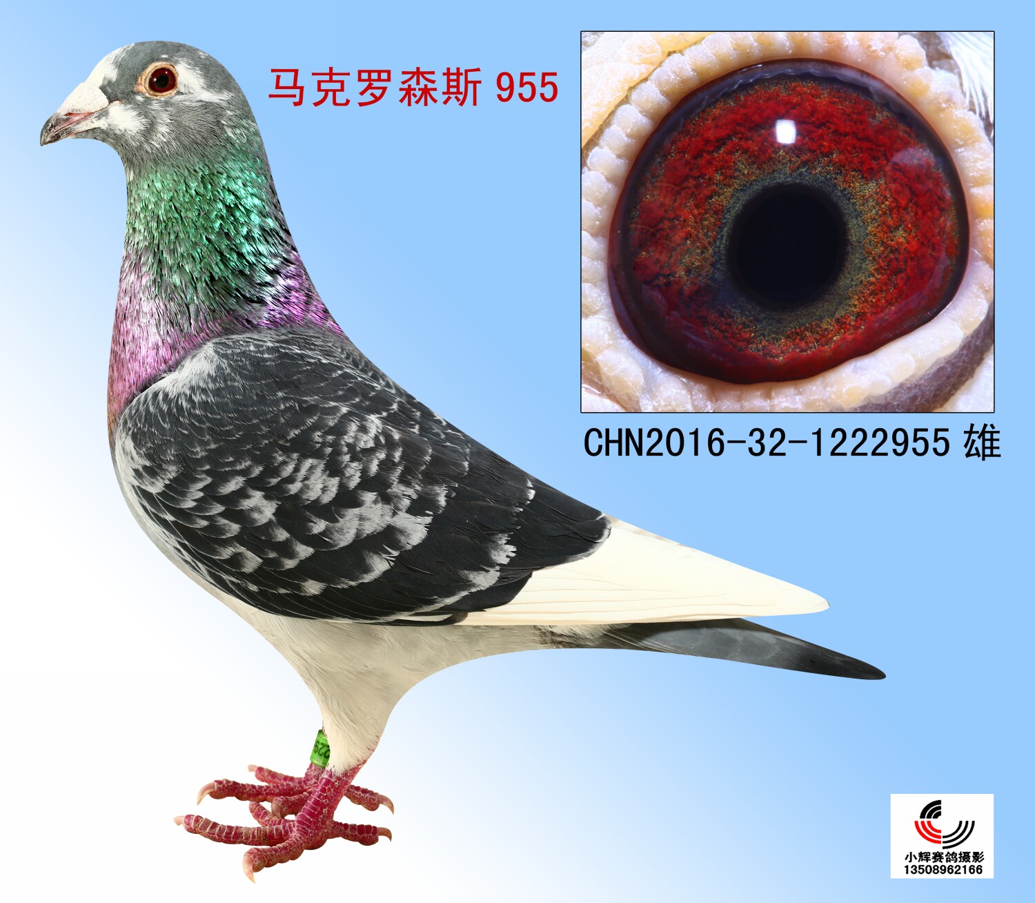 马克罗森斯955