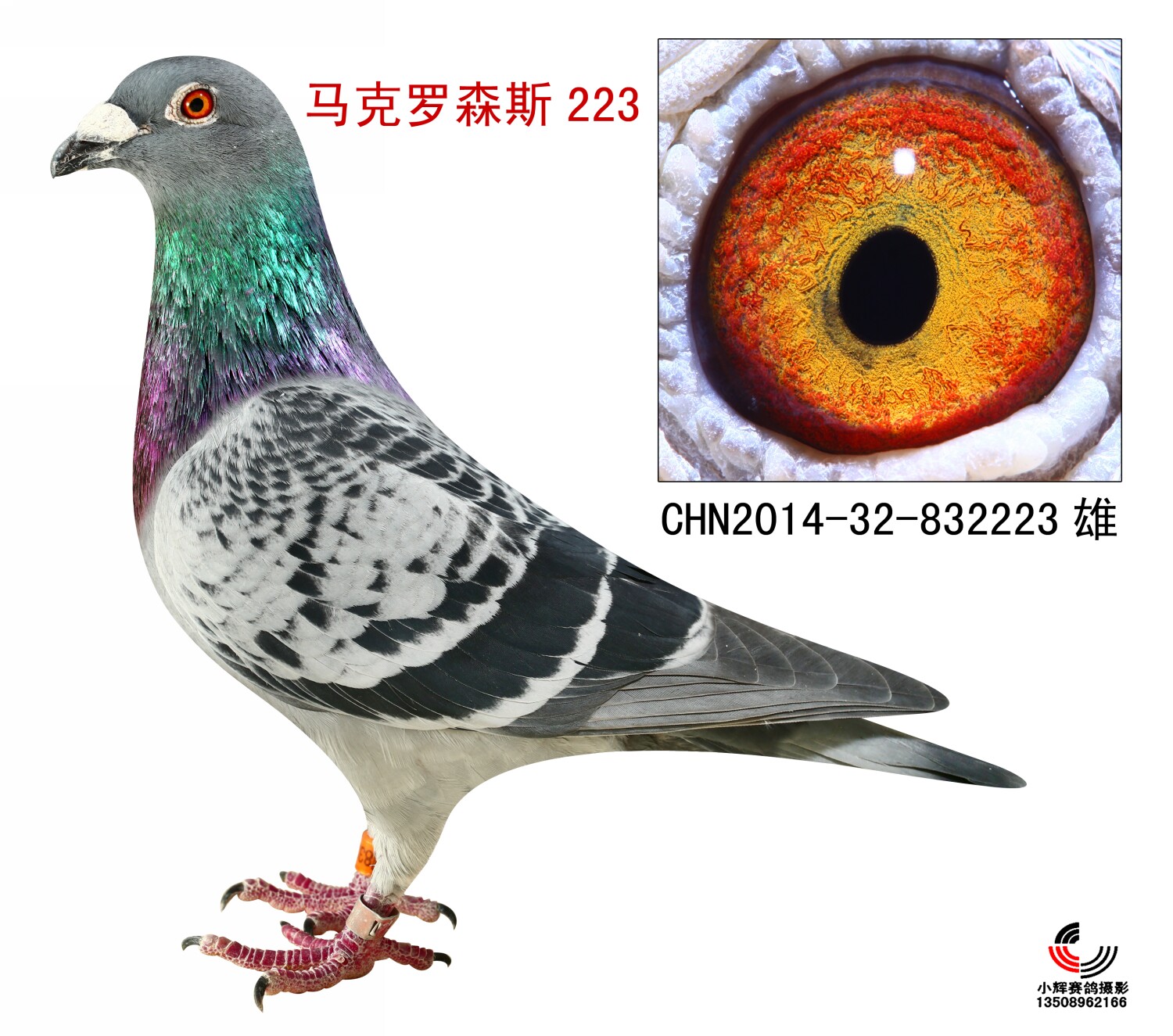 马克罗森斯223