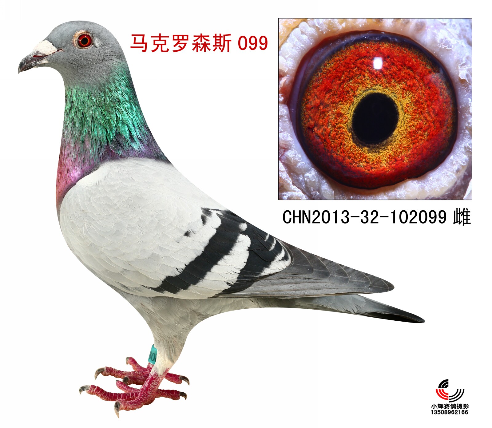 马克罗森斯099