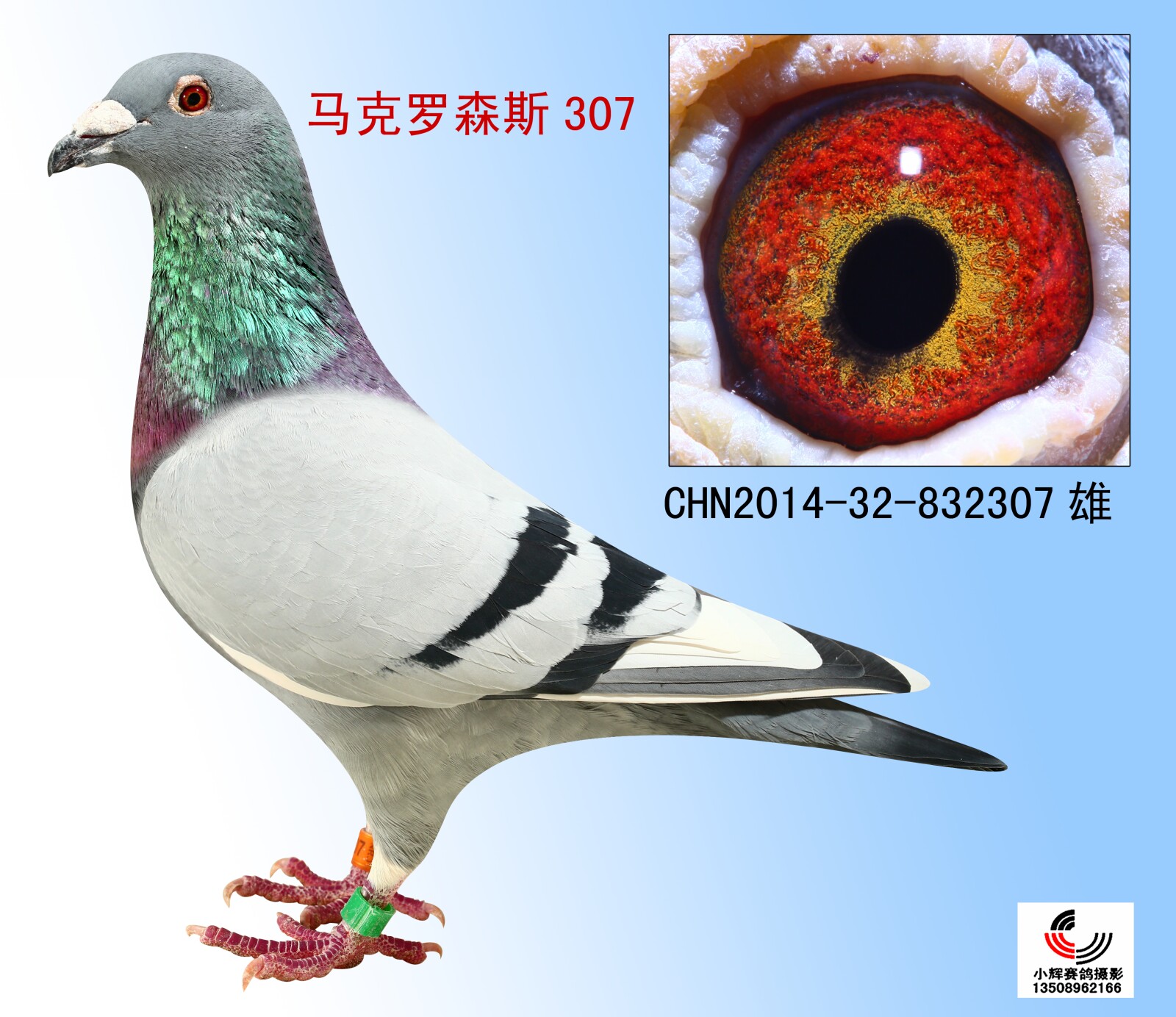 马克罗森斯307