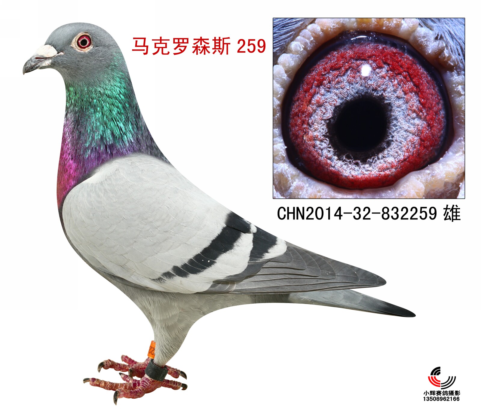 马克罗森斯259