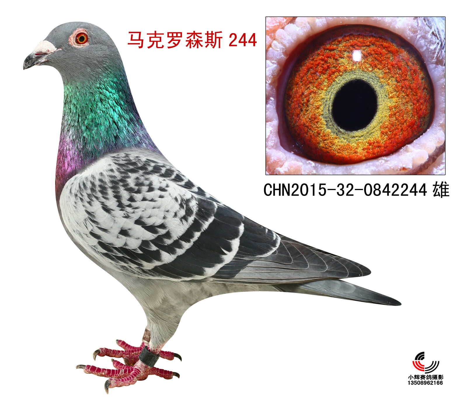 马克罗森斯244
