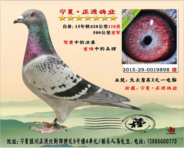詹森小火箭(大头詹森)基础种鸽-宁夏正源鸽舍-中信网