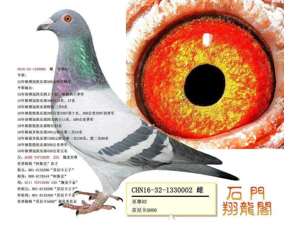 "芬尼卡"公主02