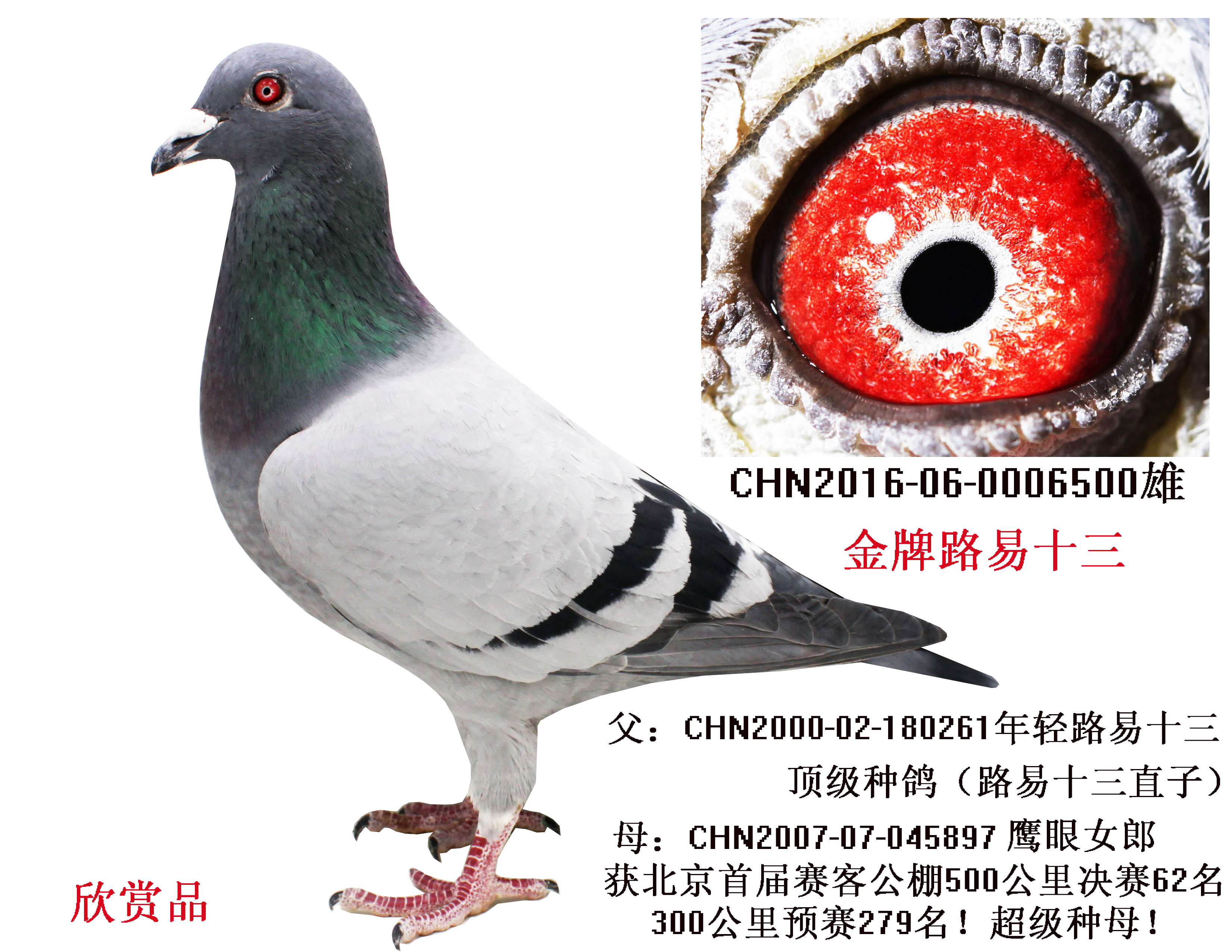 金牌路易十三