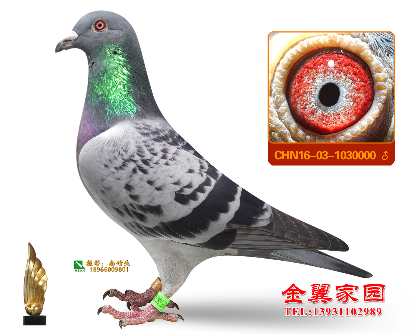 胡本_金翼家园石家庄分舍_ag188.com爱鸽商