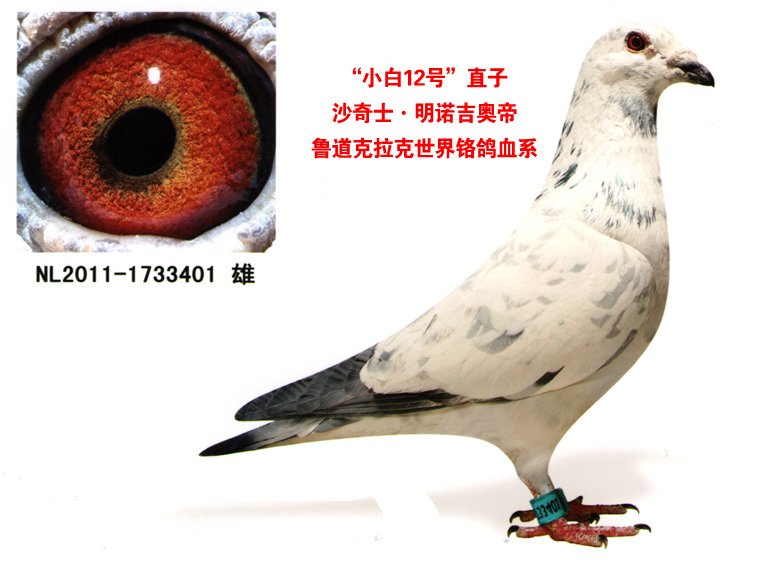 com爱鸽商城_中国信鸽信息网