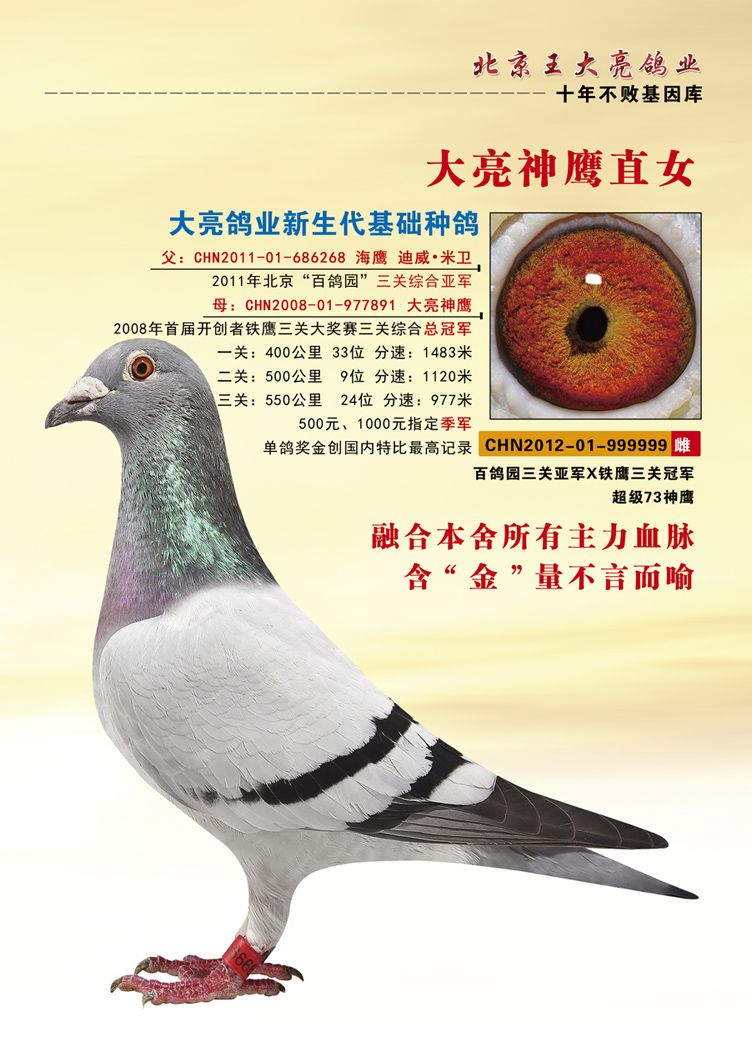 999999-王大亮鸽舍-中信网爱鸽商城