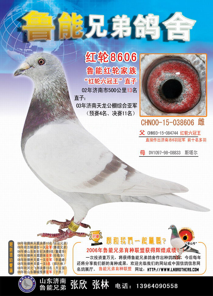 泰山号直子_山东鲁能兄弟-中信网爱鸽商城