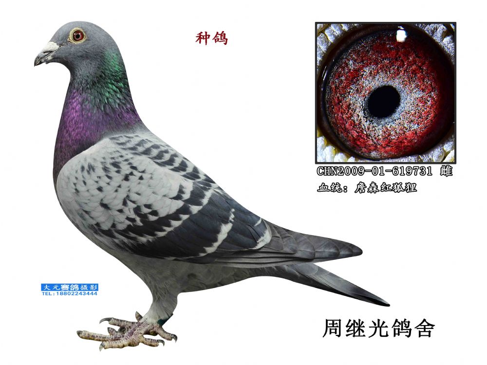詹森红狐731