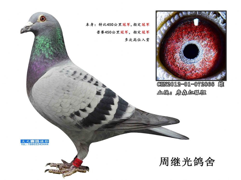 詹森红狐冠军